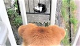 にゃんこと遊びたい 🐈